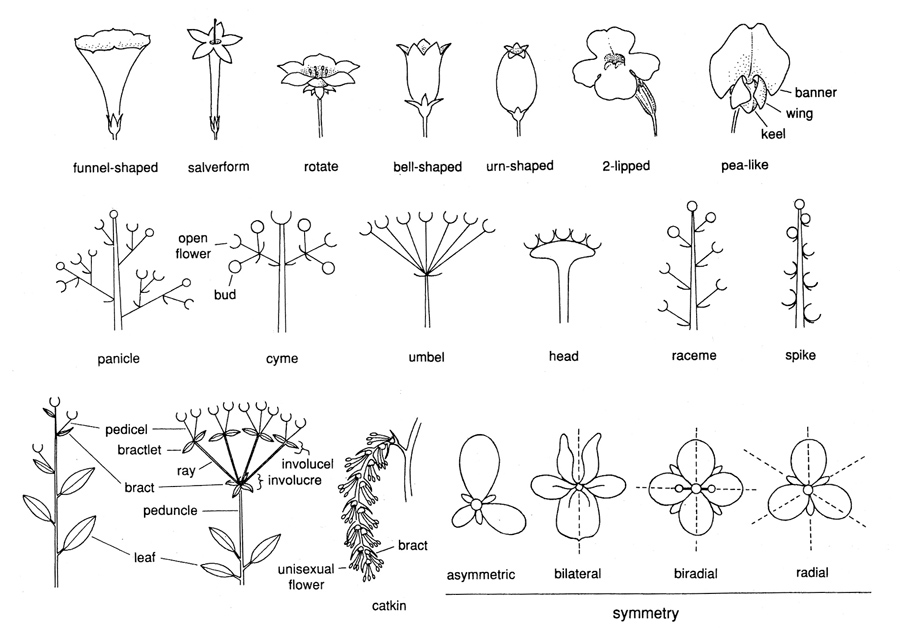 Spikelets opening out into an umbel (botany)